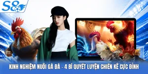 Kinh Nghiệm Nuôi Gà Đá | 4 Bí Quyết Luyện Chiến Kê Đỉnh